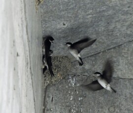 イワツバメの子育て(栗原さん撮影)