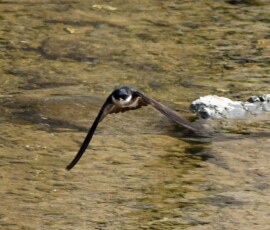 イワツバメ(栗原さん撮影)