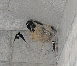 イワツバメの子育て(栗原さん撮影)