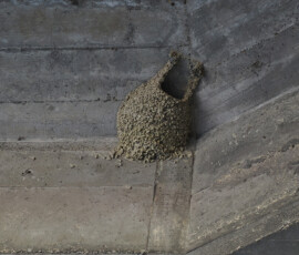 コシアカツバメの巣