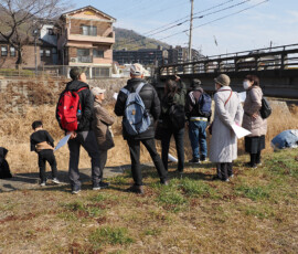 橋の下にはイワツバメの巣が作られています