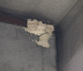 高速下のイワツバメの巣